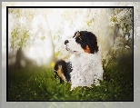 Australian shepherd, Le��cy, Owczarek Australijski, Kwiaty