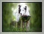 �awka, Border collie, Pies, Mordka, Trawa