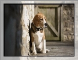 �ciana, Pies, Beagle, Obro�a