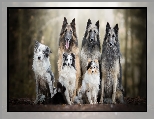 Sze��, Border collie, Owczarki belgijskie tervueren, Ps�w, Trzy, Owczarek szetlandzki