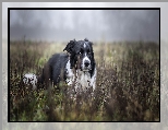 Bia�o-czarny, Pies, Border collie, Ro�liny