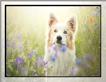Border collie, ��ka, Kwiaty