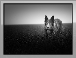 Border collie, ��ka, Trawa, Czarno-bia�e