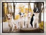 Border collie, Pie�, Drzewa