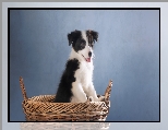 Border collie, Szczeniak, Koszyk