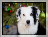 Border, Collie, �wiat�a