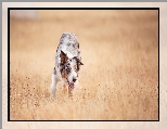 ��ka, Pies, Border collie, Trawy
