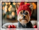 Czerwona, AI, Pies, Czapka, Yorkshire terrier
