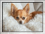 Grafika, Pled, Chihuahua, Futrzany