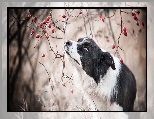 Gałązki, Pies, Border collie, Owoce