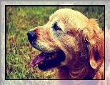 Golden Retriever, Pyszczek, J�zyk