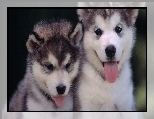 Husky, Ma�e, Dwa, Siberian, J�zyczki