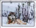 Siberian husky, Śnieg