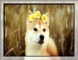 ��te, Akita, Pies, Inu, Gerbery
