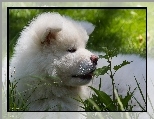 Inu, Pies, Akita, Roślinność
