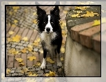 Jesienne, Pies, Spojrzenie, Li�cie
