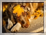 Owczarek australijski, Australian shepherd, Li��