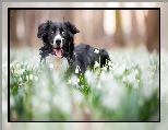 Pies, Kwiaty, ��ka, Border collie, Mordka, �nie�yce