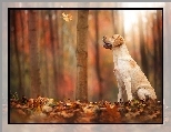 Las, Labrador, Pies, Jesie�, Li�cie L
