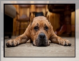 Le��cy, Pies, Pit Bull terrier