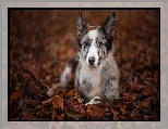 Le��cy, Border collie, Li�cie