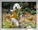 Li��, Klonu, Golden Retriever