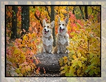 Dwa, Liście, Las, Psy, Welsh corgi pembroke, Jesień