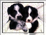 Pieski, Czarne, Bia�o, Ma�e, Border Collie
