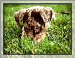 Owczarek australijski, Australian shepherd