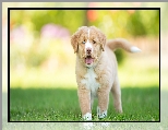 Trawa, Retriever z Nowej Szkocji, Szczeniak