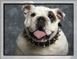 Obro�a, Pies, Buldog, J�zyk