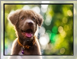 Obro�a, Labrador retriever, Pies, Szczeniak, Bokeh