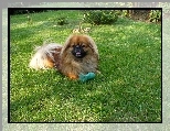 Peki�czyk, dzia�ka