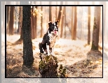 Pie�, Border collie, Las