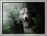 Pies, Siberian husky, Zaro�la