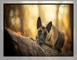 Pies, Owczarek belgijski malinois, K�oda