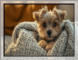 Yorkshire terrier, Koc, Pies, Spojrzenie, Szczeniak