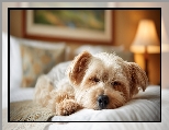 Yorkshire terrier, Śpiący, Pies