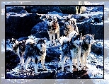 Pieski, Siberian Husky, Ska�y