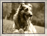Pies, Pi�eczka, Sepia