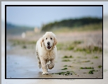 Pla�a, Szczeniak, Golden retriever, Woda