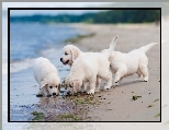 Pla�a, Golden, Szczeniaczki, Retriever, Wybrze�e
