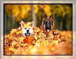 Psy, Jesień, Dwa, Liście