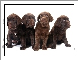 Psy, Szczeniaki, S�odkie, Labrador