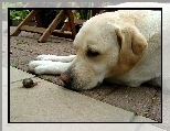 Labrador Retriever, �limak