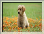 ��ka, Szczeniak, Golden retriever, Li�cie