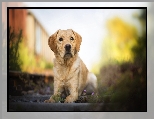 Rozmyte, Szczeniak, Pies, Labrador retriever, T�o