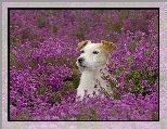 Russell, Kwiaty, Łąka, Jack, Terrier