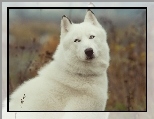 Bia�y, Siberian, Husky
