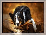 Spojrzenie, Pies, Morda, Li�cie
